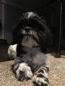 Meet your Posher, Anchovy